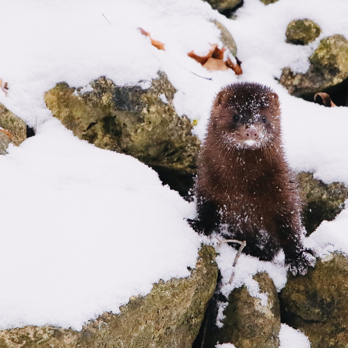 Mink In The Snow