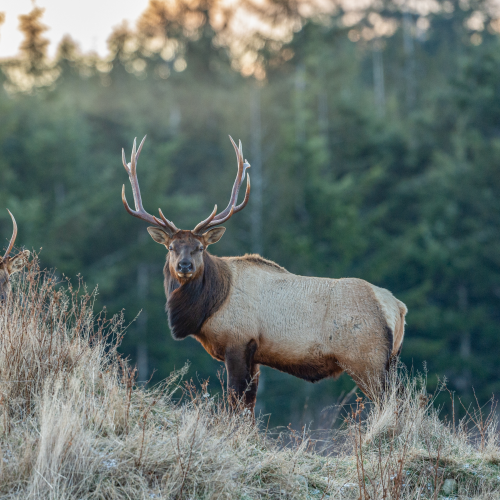 Old and young Roosevelt Bull Elk 