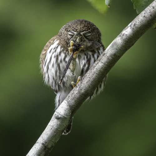 Northern Pygmy Owl signing me a tune 