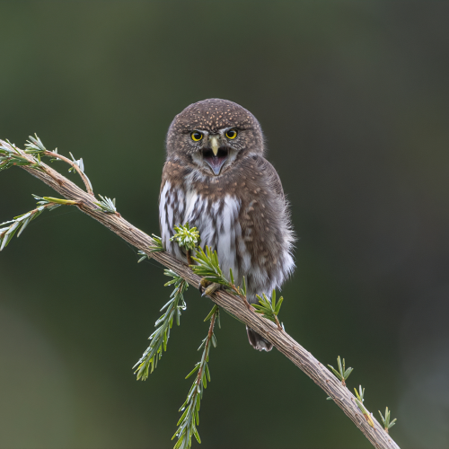 Angry Bird 