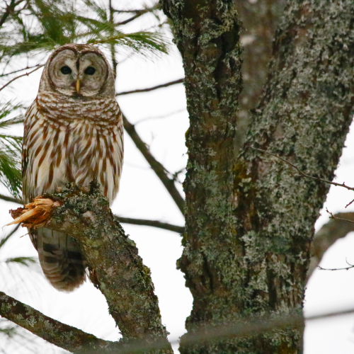 Winter Owl