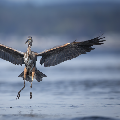 Great Blue Heron