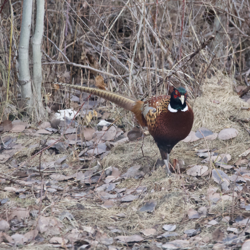 Ring-Necked Pheasant