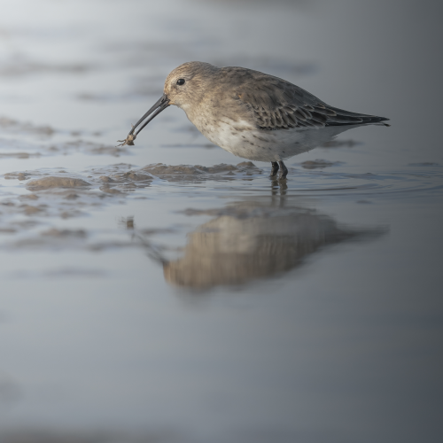 Dunlin late Summer