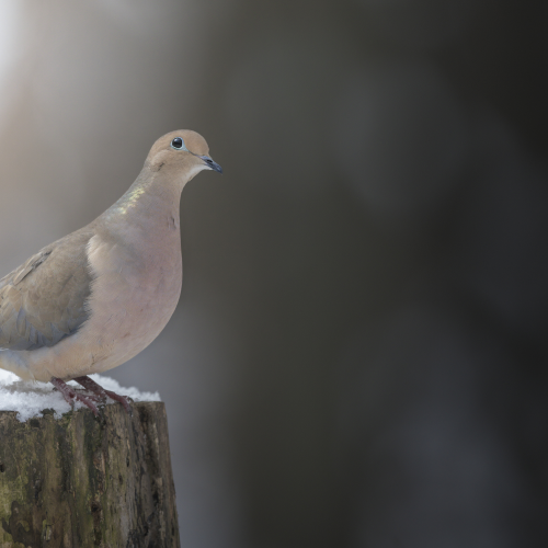 Mourning Dove