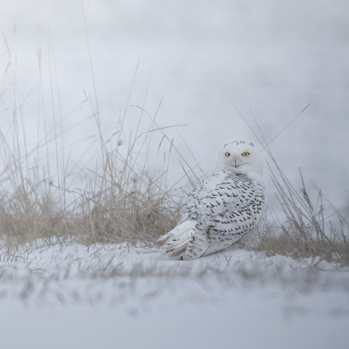 Snowy Owl
