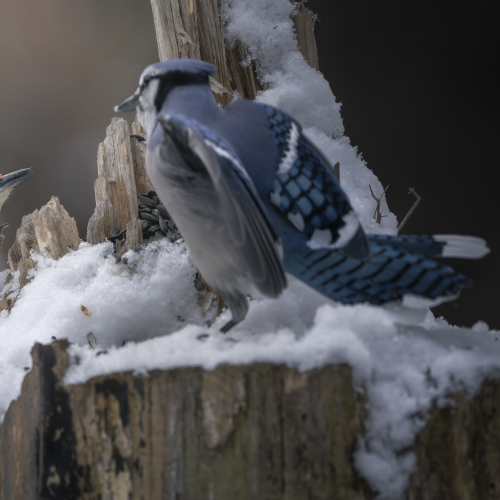 Red-bellied woodpecker vs Blue Jay