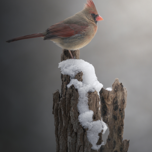 Northern Cardinal