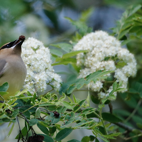 Cedar Waxwing