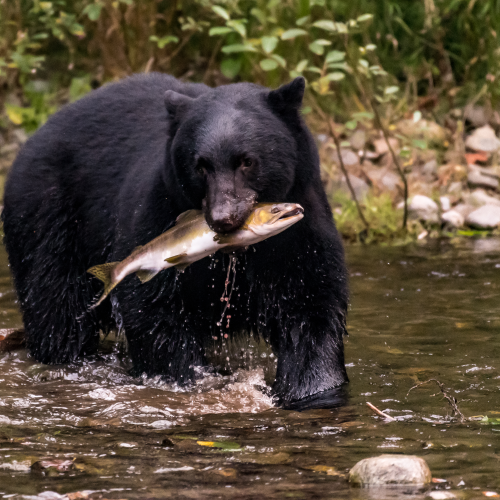 Salmon for All