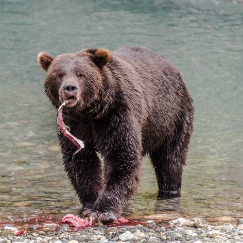 Grizzly with Salmon