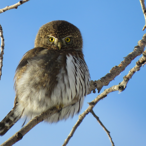 Northern Pygmy Owl