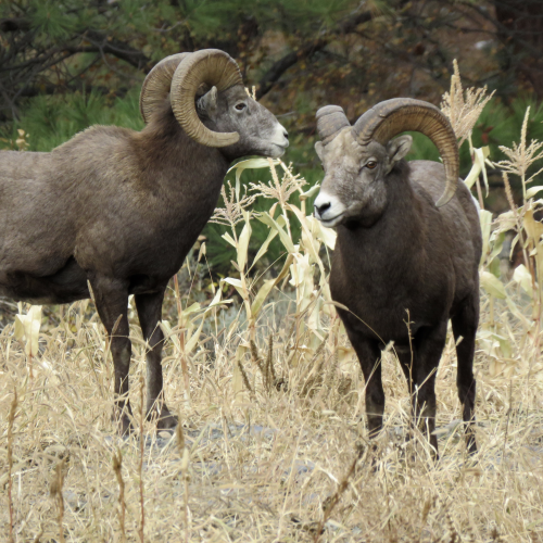 Bighorn Rams