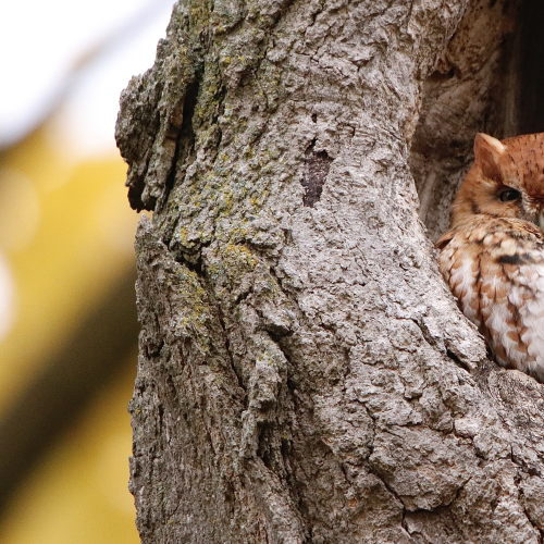 Eastern Screech-owl