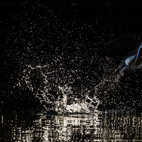 Explosive Take-off (American Wigeon)