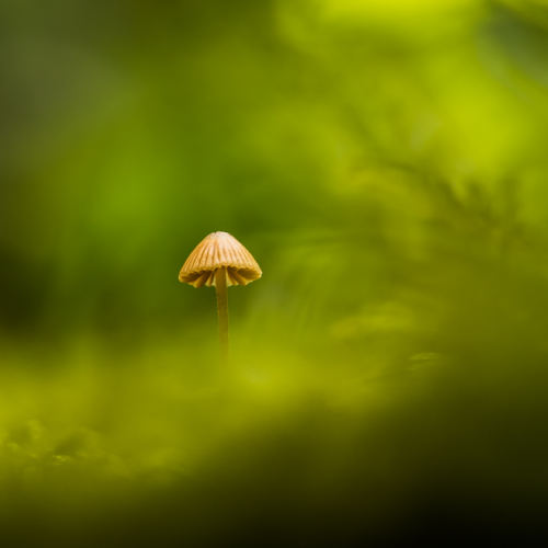 Mushroom Among the Moss