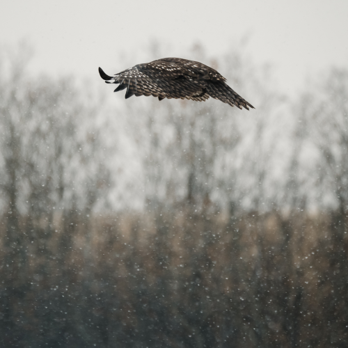 Black Kite