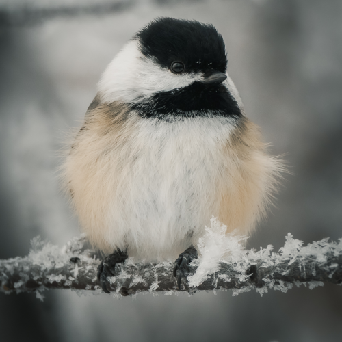 Winter Chickadee