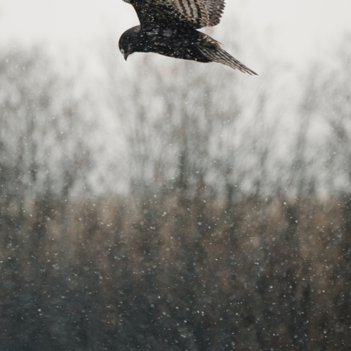Blizzard Kite