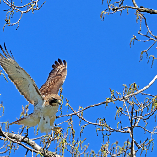 Red Tailed Hawk Lift Off