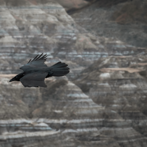 Badlands Raven