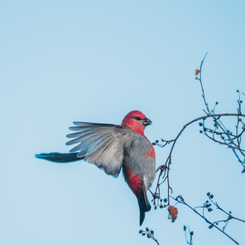 Grosbeak