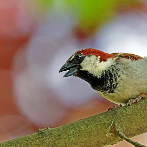 Male House Sparrow In Cranky Mode