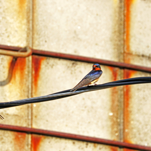 Barn Swallows On Wire
