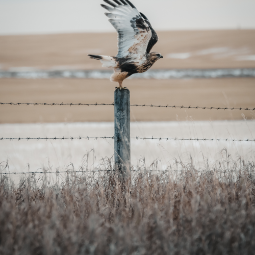 Take Flight