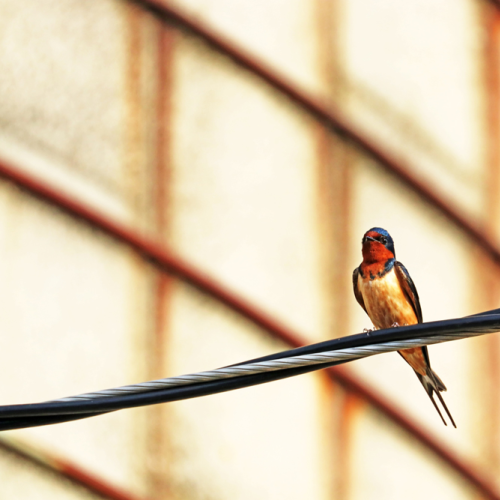 Perched Barn Swallow