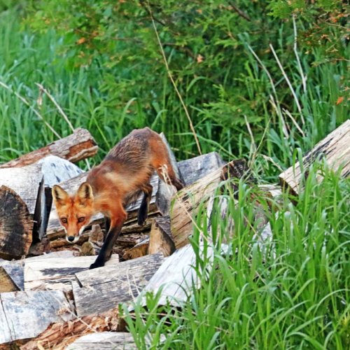 Fox In The Woodpile