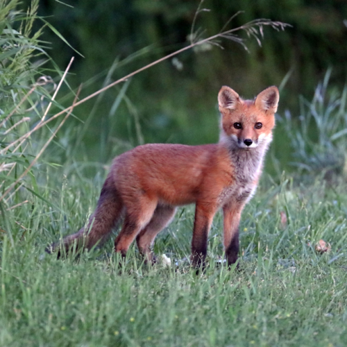 Sweet Red Fox Kit