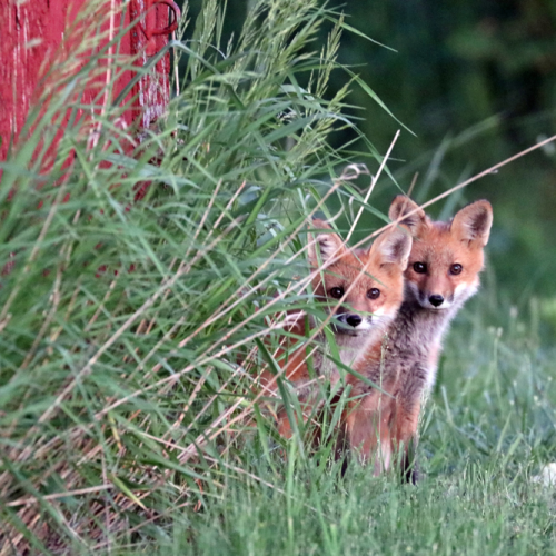 Super Cute Red Fox Kits