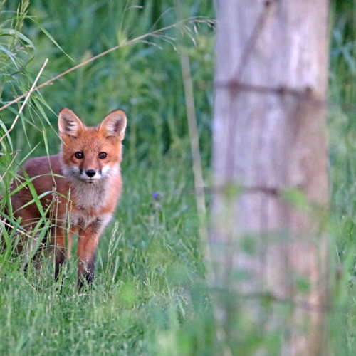 Adorable Red Fox Kit