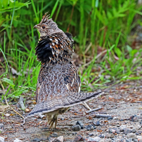 Ruffed Grouse Display