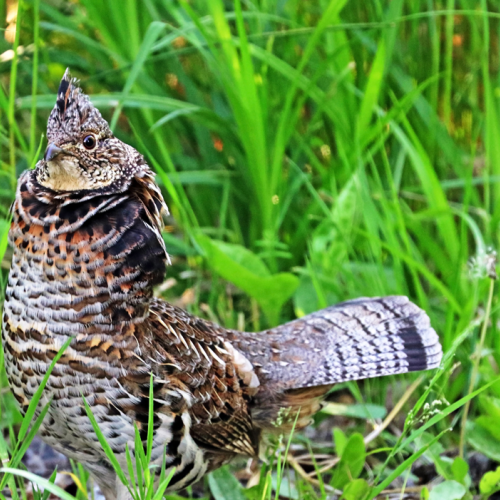 Ruffed Grouse Stare