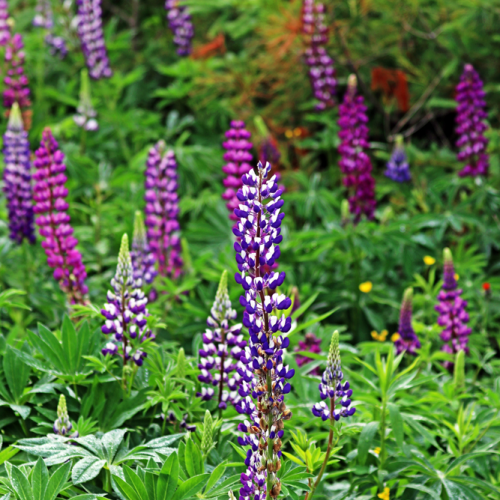 Shades Of Purple Lupine