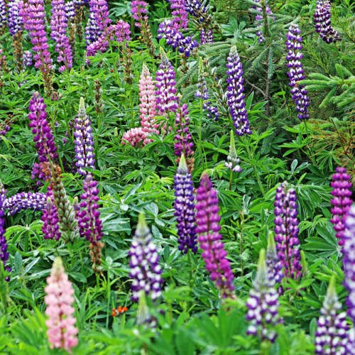 Wild Lupine Spires