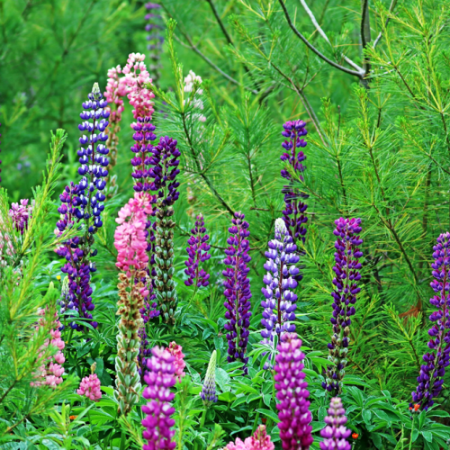 Wild Lupine