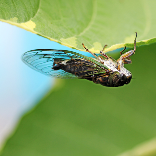 Upside Down Cicada