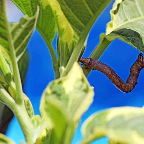 Inchworm