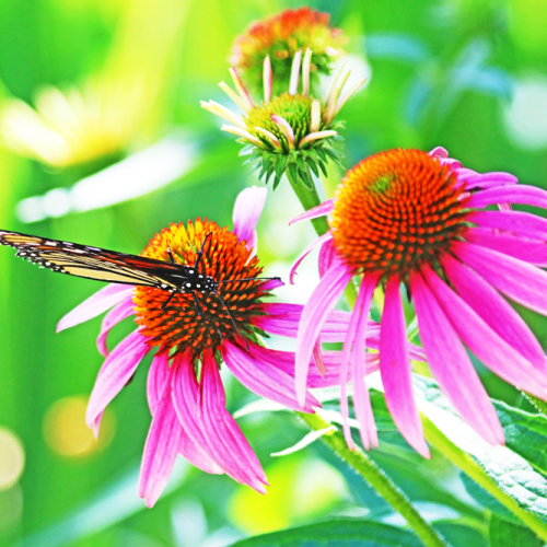 Monarch In The Neon Garden