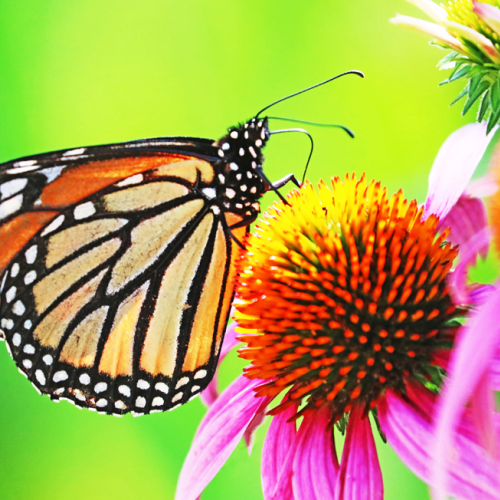 The Beauty Of The Monarch Butterfly