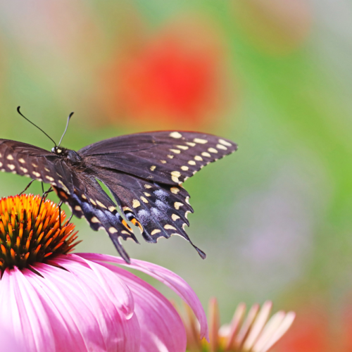 Black Swallowtail On Coneflower