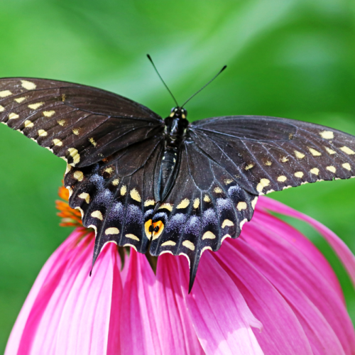 Black Swallowtail Wings Wide Open
