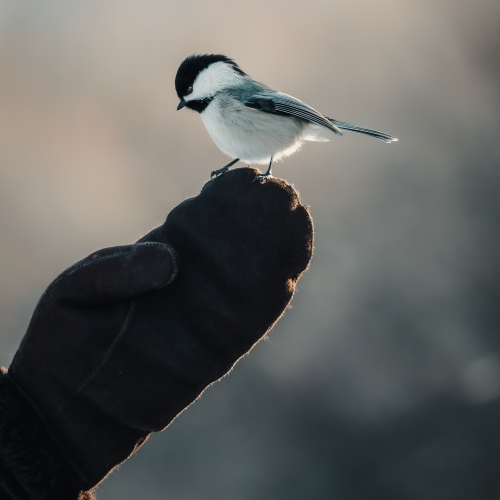 Curious Chickadee