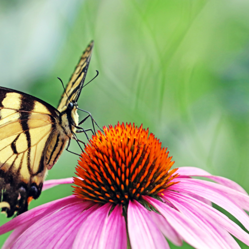 Canadian Tiger Swallowtail