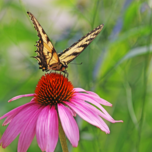 Tiger Swallowtail On Purple Coneflower