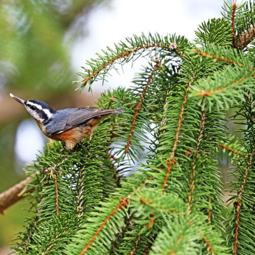 Red Breasted Nuthatch With Seed