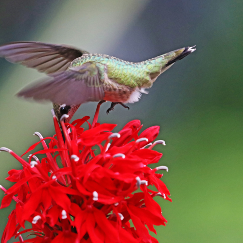 Zooming In Hummingbird